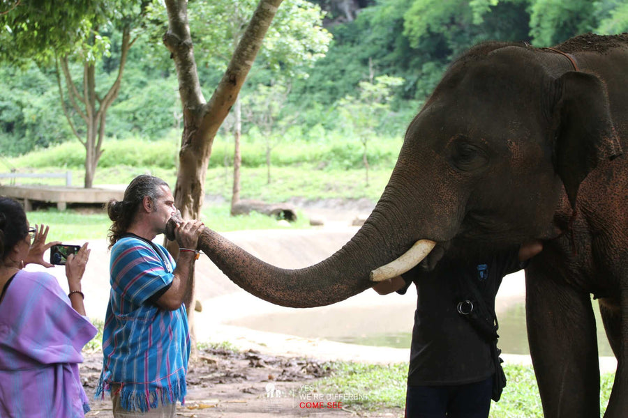 Guarana vs. Synthetic Energy Drinks: Making Informed Choices for Health and the Planet Mana Rush Guarana