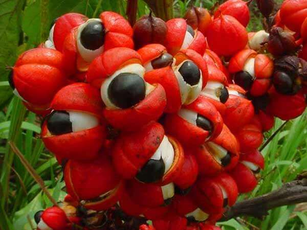 How does SuddenRush Guarana grow? Mana Rush Guarana