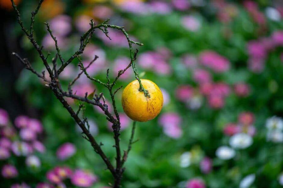 From Studies to Sports: How a Guarana-Based Energy Gel Can Elevate Your Focus and Performance Mana Rush Guarana