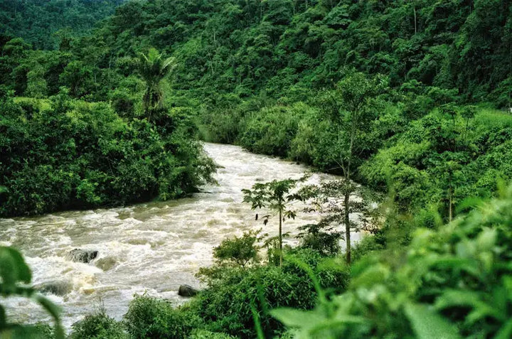 How Does Ethical Energy Benefit Amazonian Communities? Mana Rush Guarana