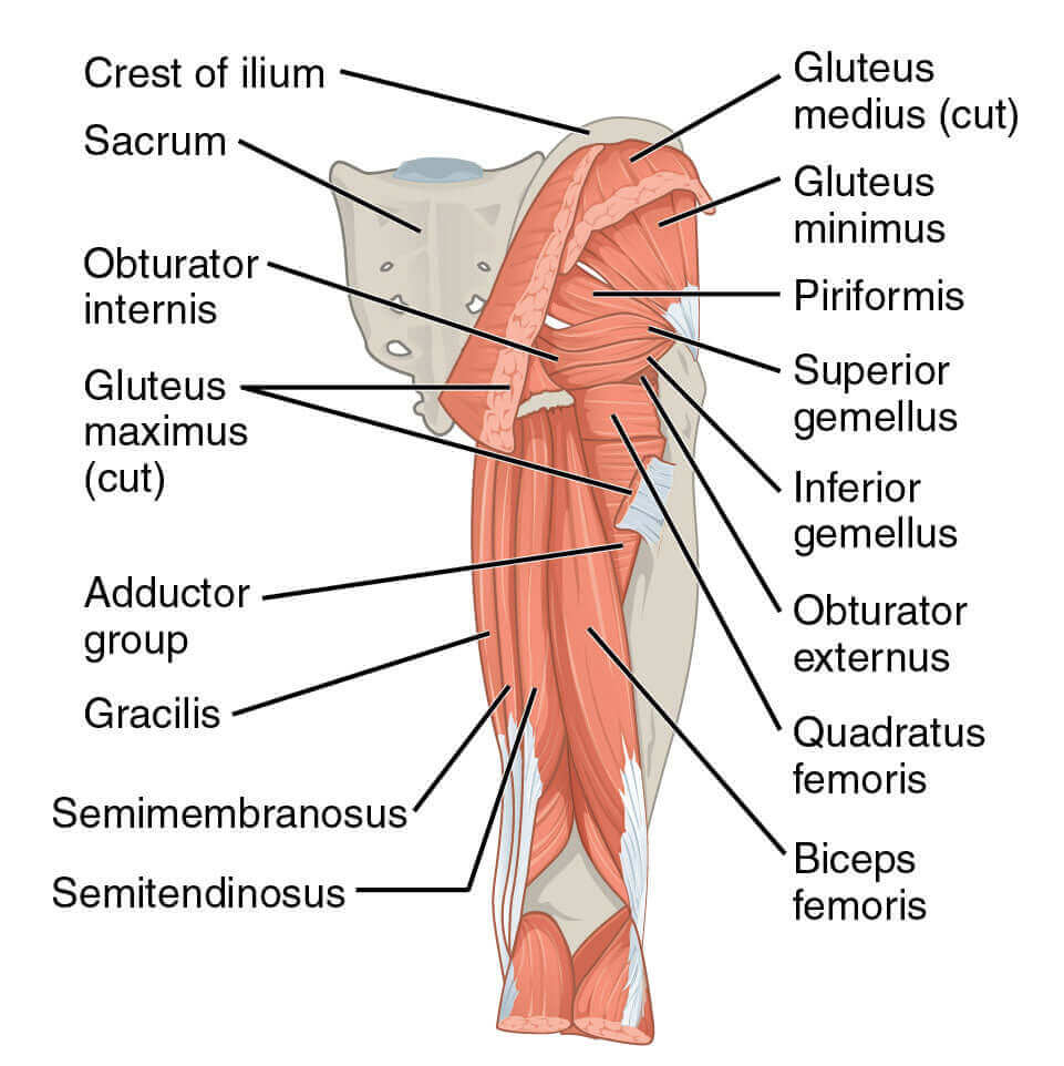 Piriformis and the pain it can be Mana Rush Guarana