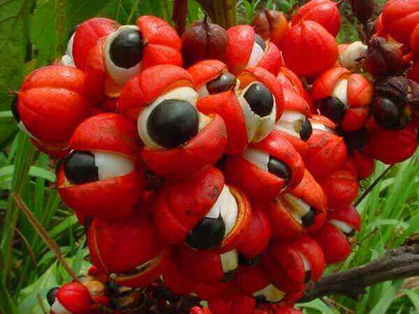 What is Guarana Fruit and Seed? Mana Rush Guarana
