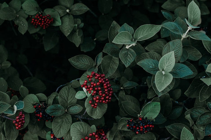 Discover the Ancient Secret of Guarana for Modern Energy Mana Rush Guarana