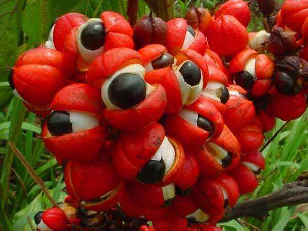 What is Guarana Fruit and Seed? Mana Rush Guarana