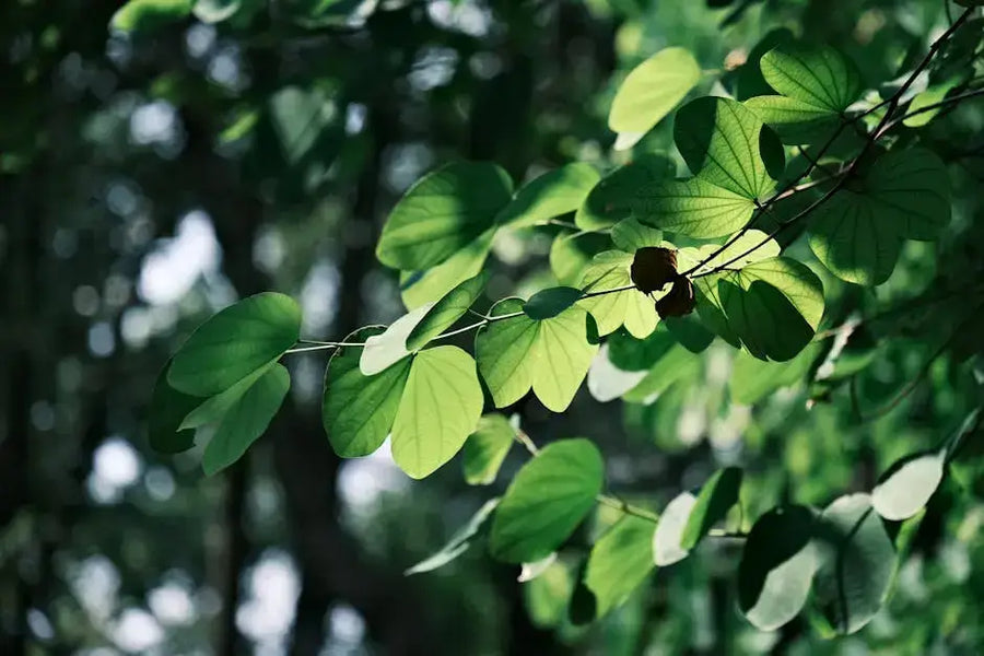 Exploring the Ancient Benefits of Guarana for Modern Life Mana Rush Guarana