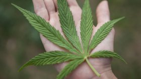 CBD Here is What You Need To Know Mana Rush Guarana