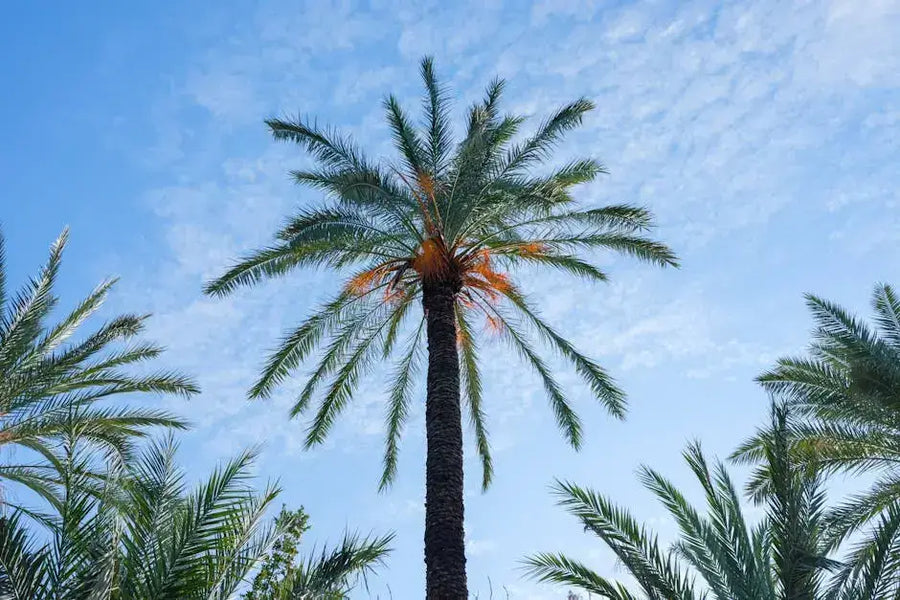 How Long Does Guarana Last in Your System Mana Rush Guarana