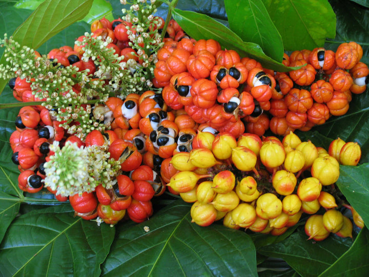 Benefits of Guarana Mana Rush Guarana