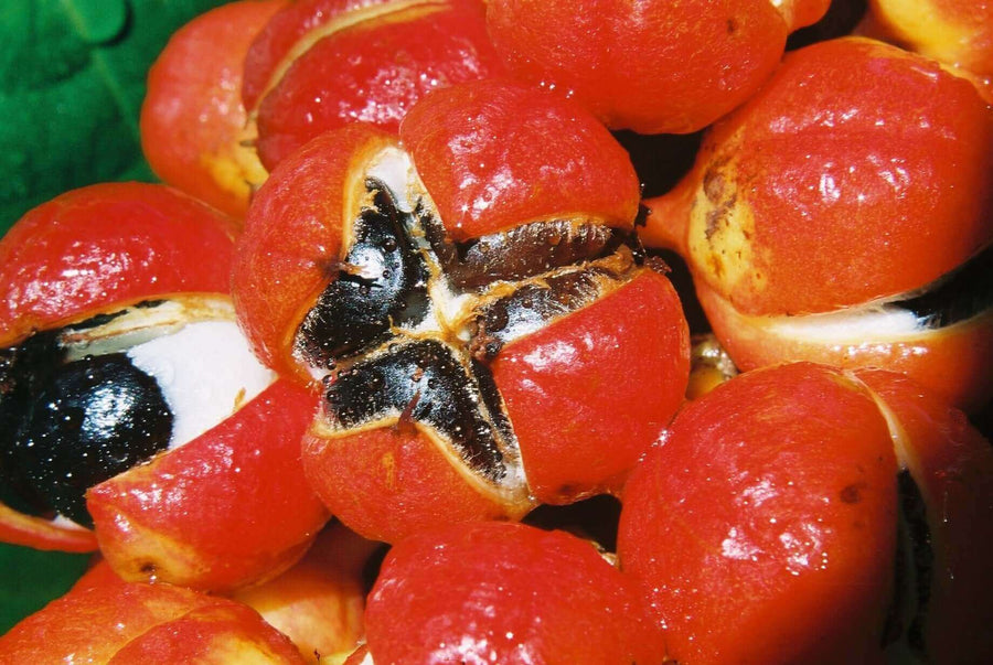 "The Power of Guarana: Discovering the Benefits of SuddenRush Guarana" Mana Rush Guarana