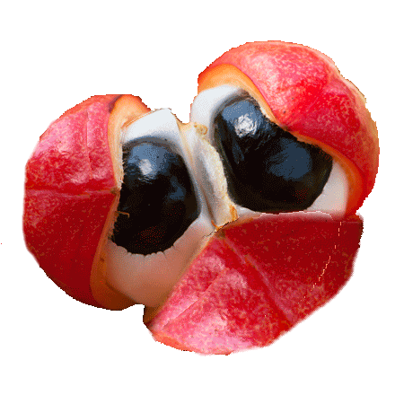 how does SuddenRush Guarana grow? Mana Rush Guarana