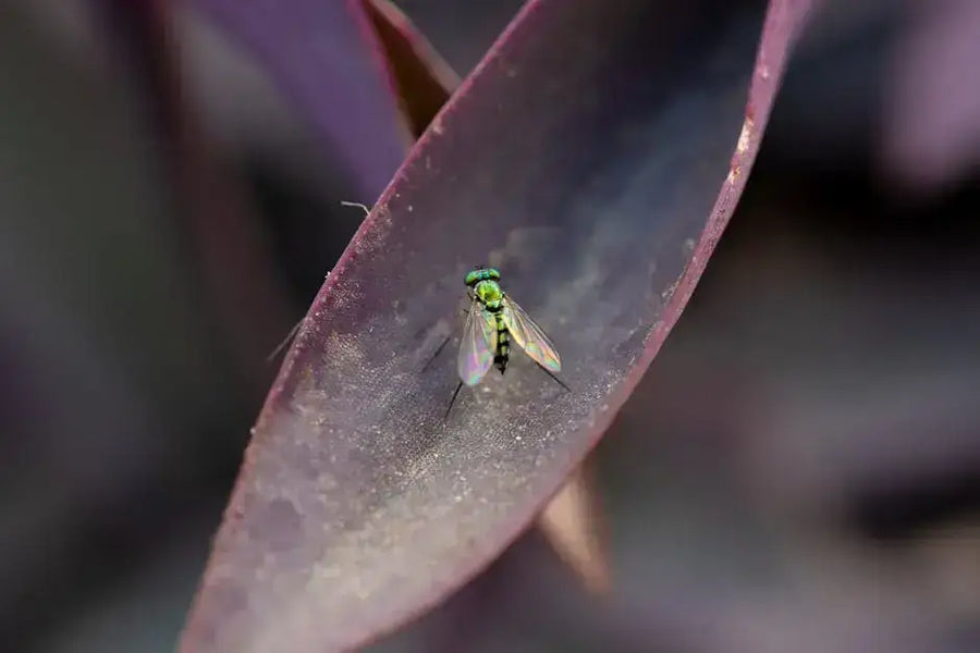 What Are the Benefits of Guarana for Energy? Mana Rush Guarana