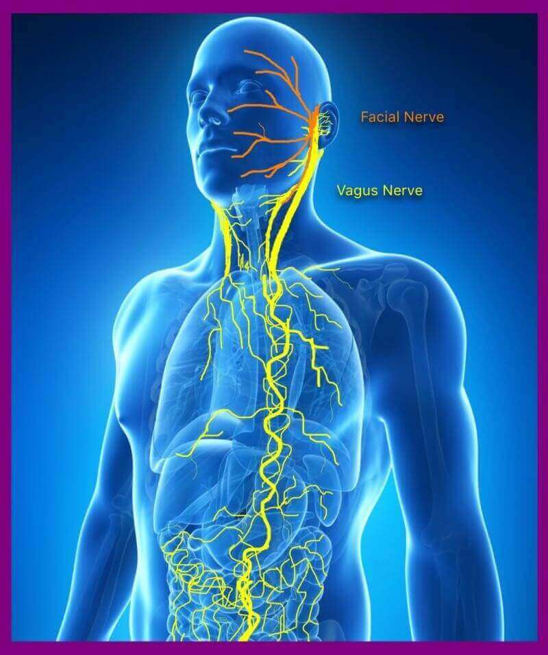 The Vagus Nerve Is Key to Well-being Mana Rush Guarana