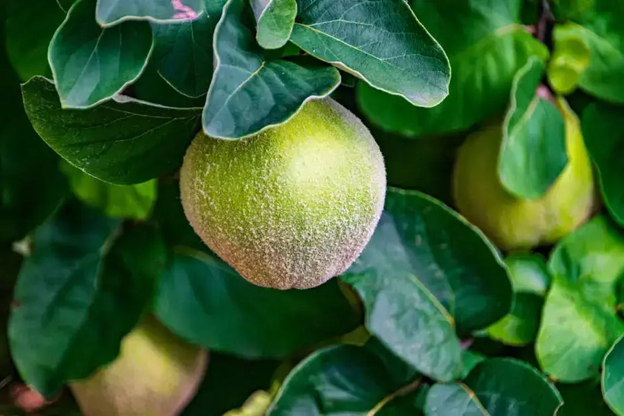 The Benefits of Guarana Extract for Natural Energy Mana Rush Guarana