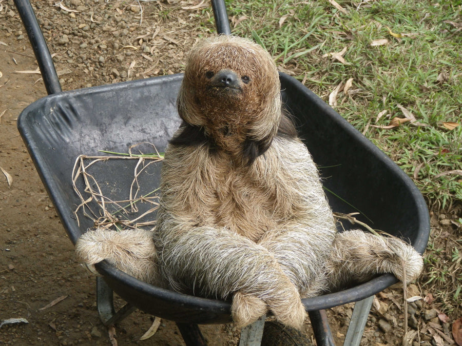 Guarana: The Natural Way to Fight Fatigue Mana Rush Guarana