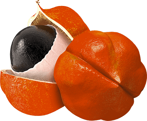 The Differences Between Matcha, Maca, and Guarana Mana Rush Guarana