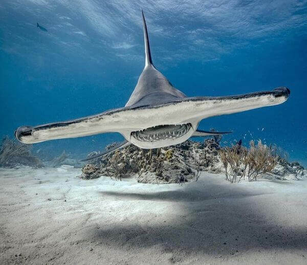 Guarana Shot: The All-Natural Energy Booster Mana Rush Guarana